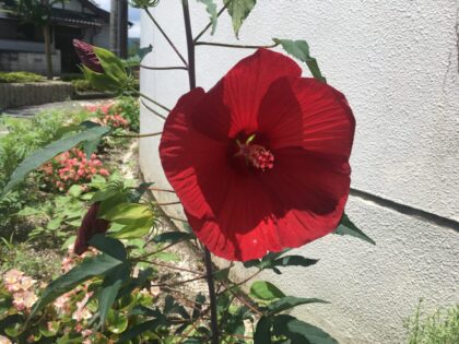 ハイビスカス 亀岡運動公園 さくら公園 春は桜 夏はプール 秋はコスモスなど 季節のイベントとスポーツを年中楽しめる地域の公園です